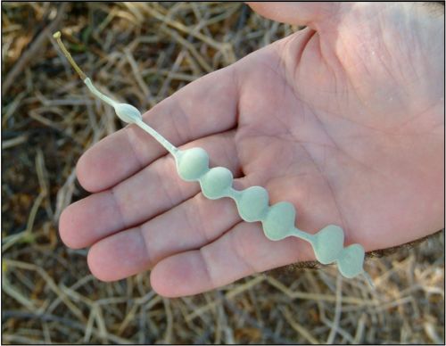 The seed pod of prickly acacia is quite distinctive in its shape